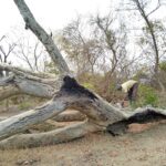 [fr]Kalanexpo : la production en brousse continue[en]Kalanexpo : the production in the bush continues